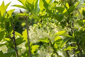 Chionanthus virginicus 80-100   C10 - afbeelding 4