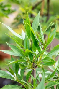 Chitalpa tashk. 'Summer Bells'® 250-300   C130 MRST - afbeelding 2