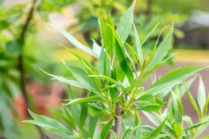 Chitalpa tashk. 'Summer Bells'® 250-300   C130 MRST