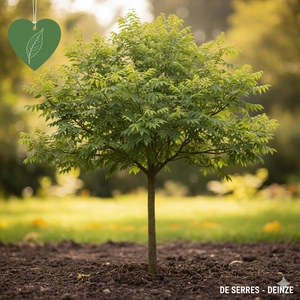 Chitalpa tashkentensis  (200-250)