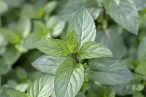 mentha pip. 'chocolate' P9 - afbeelding 5