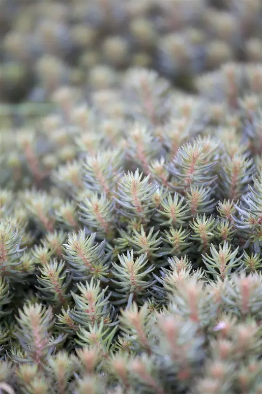 sedum hybr. 'chocolate ball' P9 - afbeelding 1