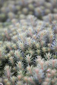 sedum hybr. 'chocolate ball' P9 - afbeelding 5