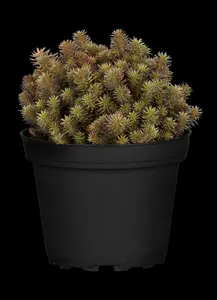 sedum hybr. 'chocolate ball' P9 - afbeelding 3