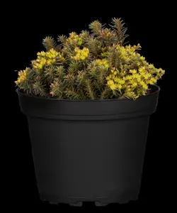 sedum hybr. 'chocolate ball' P9 - afbeelding 4