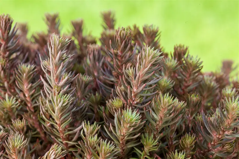 sedum hybr. 'chocolate ball' P9 - afbeelding 2