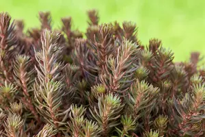 sedum hybr. 'chocolate ball' P9 - afbeelding 2