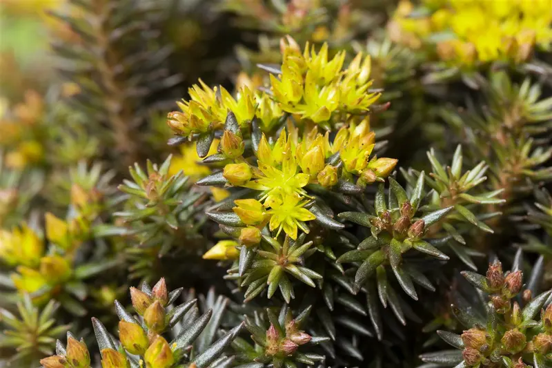 sedum hybr. 'chocolate ball' P9 - afbeelding 5