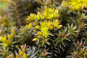 sedum hybr. 'chocolate ball' P9 - afbeelding 5