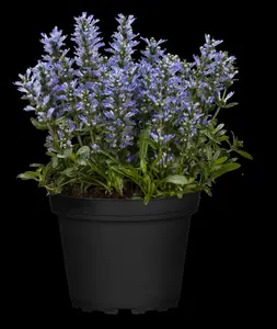 Ajuga rept. 'Chocolate Chip' ( 'valfredda') P9 - afbeelding 4