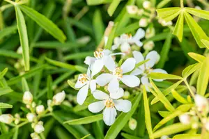 Choisya hybr. 'Aztec Pearl' 60- 80 C15