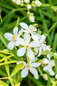 Choisya hybr. 'Aztec Pearl' 60- 80   C20 - afbeelding 2