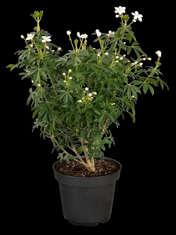 Greenfingers - afbeelding 2