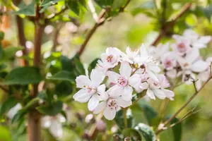 Greenfingers - afbeelding 1