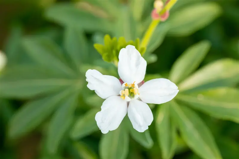 Choisya tern. 'Greenfingers'® 40- 60   C7.5