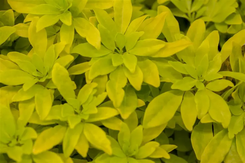 Choisya tern. 'Lich'® ('sundance'®/'brica') 60- 80   C20