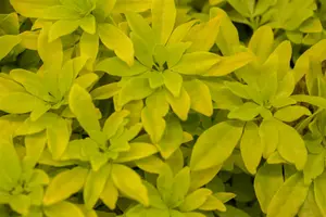 Choisya tern. 'Lich'® ('sundance'®/'brica') 60- 80   C20