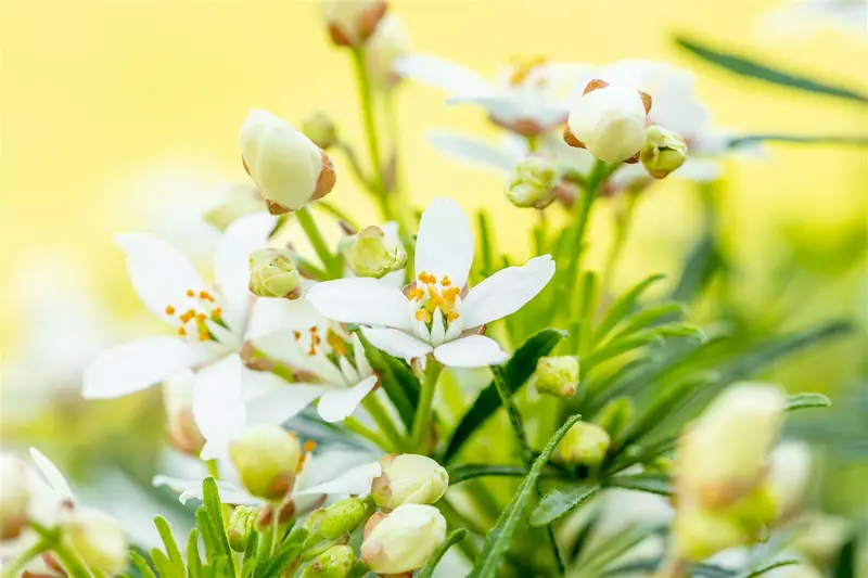 Choisya tern. 'White Dazzler'® 50- 60   KLUIT - afbeelding 4