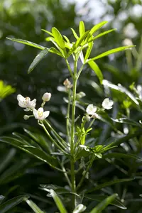 White Dazzler - afbeelding 2