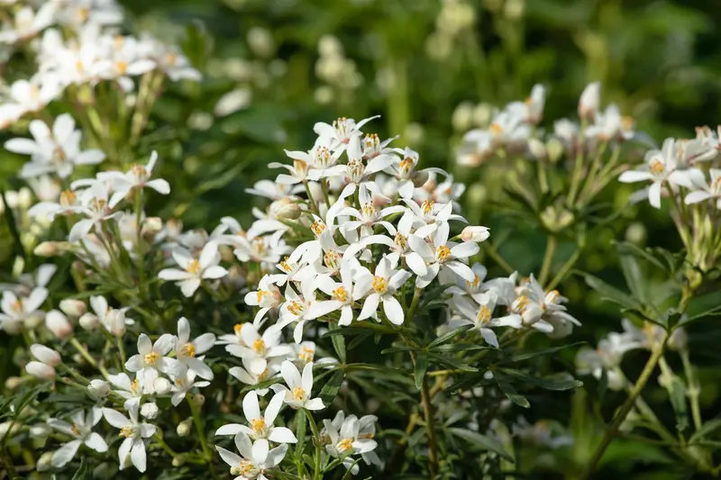 White Dazzler - afbeelding 3