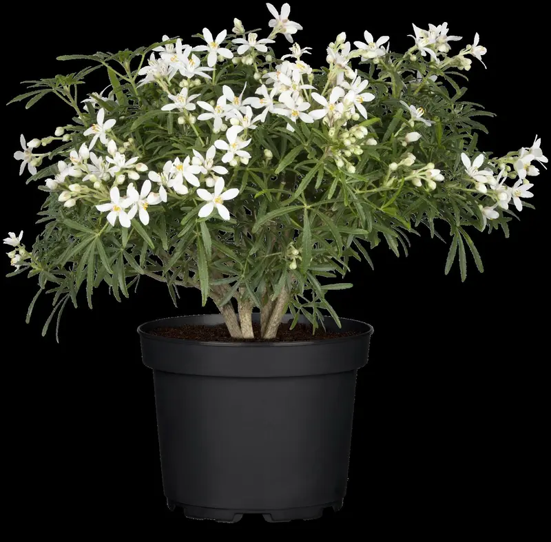 White Dazzler - afbeelding 1