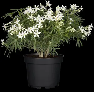 White Dazzler - afbeelding 5