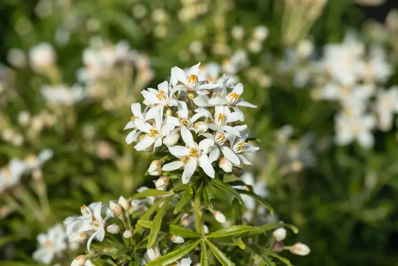 White Dazzler - afbeelding 4