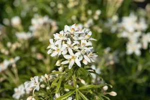White Dazzler - afbeelding 4