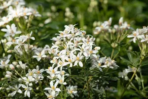 White Dazzler - afbeelding 3