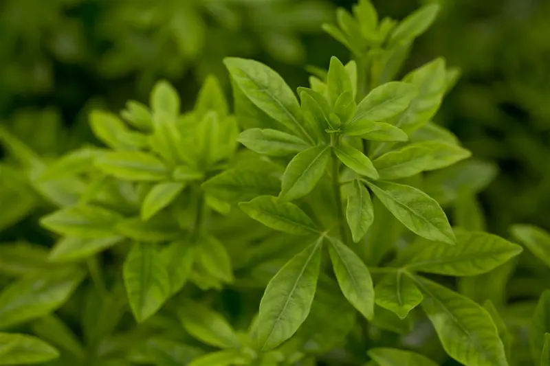 Choisya ternata 50- 60 C7,5 - afbeelding 2