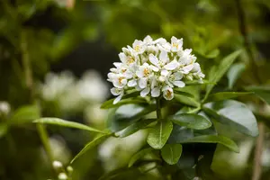 choisya ternata (50- 60cm) - afbeelding 5