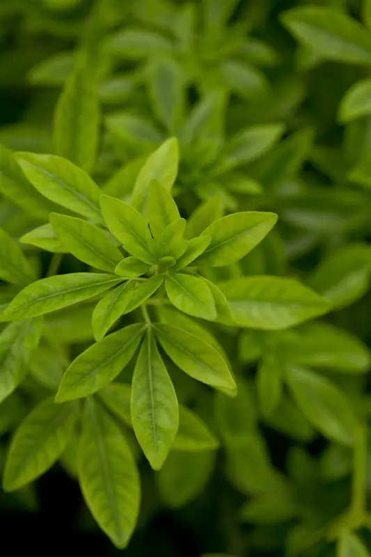 Choisya ternata 60- 80   C15 - afbeelding 3