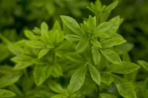 Choisya ternata 60- 80   C15 - afbeelding 2