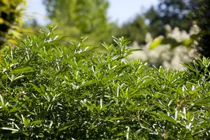 Choisya ternata 60- 80   C15 - afbeelding 4