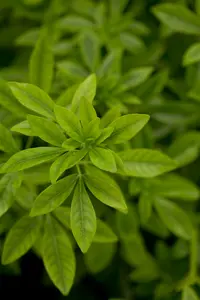 Choisya ternata 60- 80   C20 - afbeelding 3