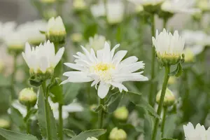 leucanthemum (s) 'christ. hagemann' P9