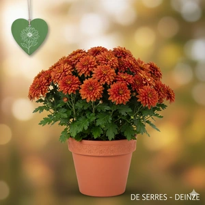Chrysanthemum hortorum 'Brennpunkt' P9