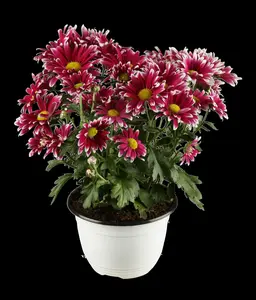 Chrysanthemum hybr. 'Dernier Soleil' P9 - afbeelding 1