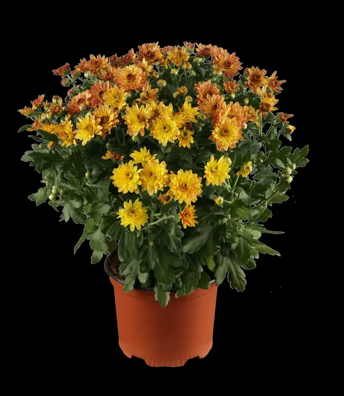 Chrysanthemum hybr. 'Dernier Soleil' P9 - afbeelding 5