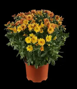 Chrysanthemum hybr. 'Dernier Soleil' P9 - afbeelding 5