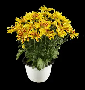 Chrysanthemum hybr. 'Dernier Soleil' P9 - afbeelding 3