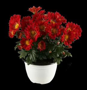 Chrysanthemum hybr. 'Dernier Soleil' P9 - afbeelding 4