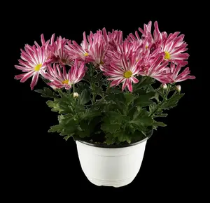 Chrysanthemum hybr. 'Dernier Soleil' P9 - afbeelding 2
