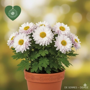 Chrysanthemum x grandiflorum 'Poesie' P9