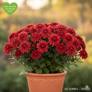 Chrysanthemum coreanum 'Duchess of Edinburgh' P9