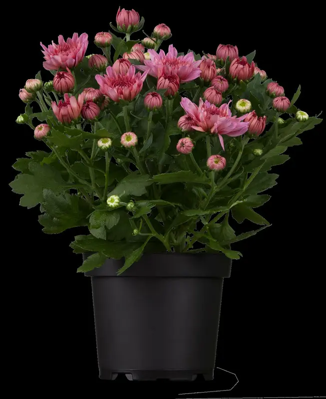 Chrysanthemum rubellum 'Feuerzauber' P9 - afbeelding 2