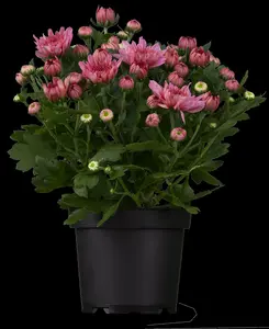 Chrysanthemum rubellum 'Feuerzauber' P9 - afbeelding 2