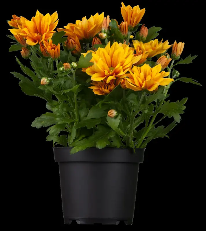 Chrysanthemum rubellum 'Feuerzauber' P9 - afbeelding 1