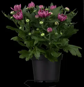 Chrysanthemum rubellum 'Feuerzauber' P9 - afbeelding 3