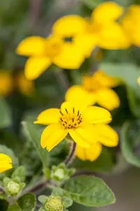 Chrysogonum virg. 'Andre Viette' P9 - afbeelding 1